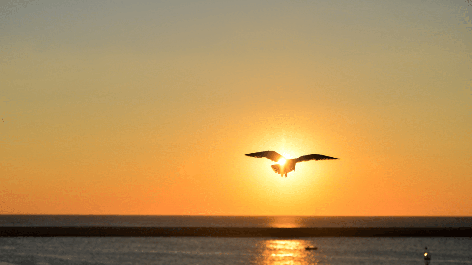 Volontario, sinonimo di libero