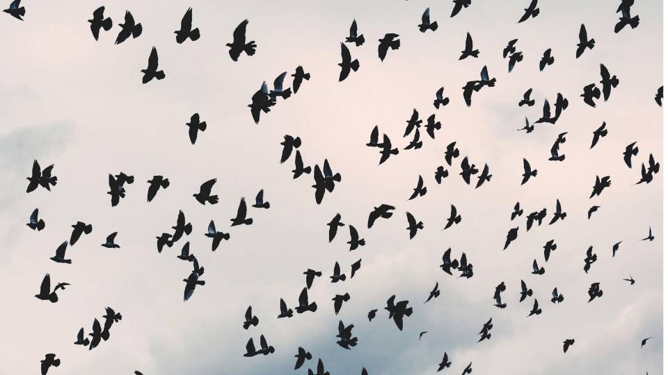 Da organigramma a pentagramma per un’altra musica